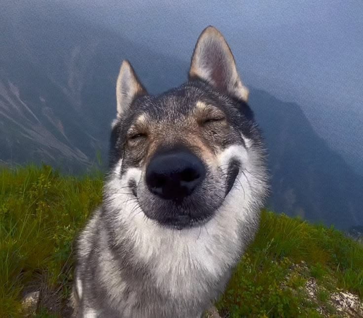 Cute Animals